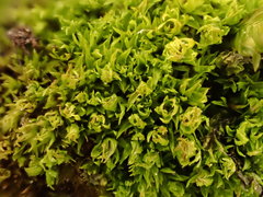 Hydrogonium amplexifolium