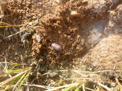 Armadillidium pallasii