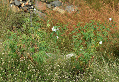 Hibiscus meraukensis