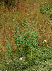 Hibiscus meraukensis