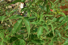 Hibiscus meraukensis