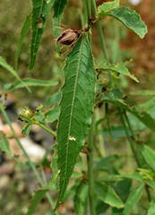 Hibiscus meraukensis
