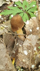 Verpa digitaliformis
