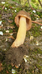 Verpa digitaliformis