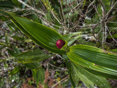 Elleanthus smithii