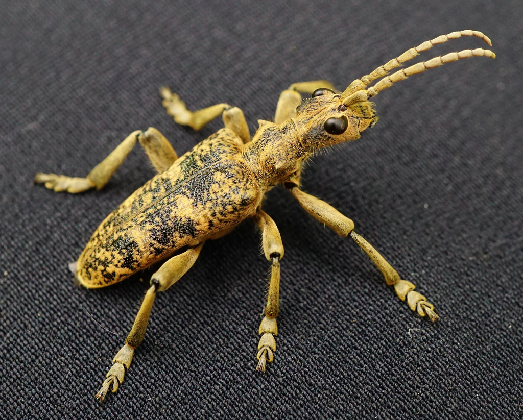 Rhagium