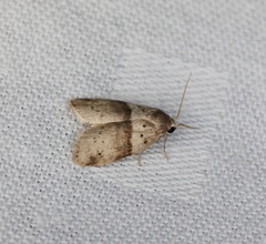 Stictane rectilinea chinesica