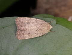 Athetis bremusa
