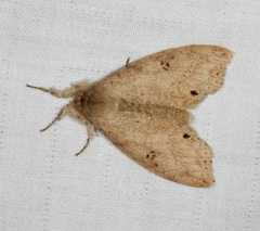 Calliteara angulata