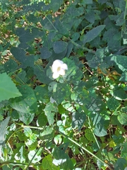 Pavonia columella