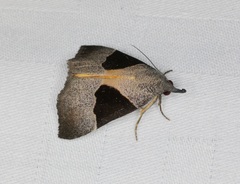 Dichromia sagitta