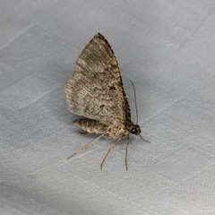 Chaetolopha incurvata