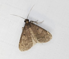 Hydrillodes nilgirialis