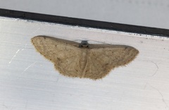 Idaea ptyonopoda