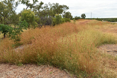 Themeda quadrivalvis