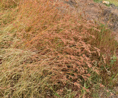 Themeda quadrivalvis