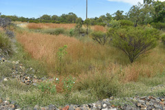 Themeda quadrivalvis