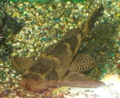 Pterygoplichthys gibbiceps