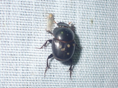 Euonthophagus carbonarius
