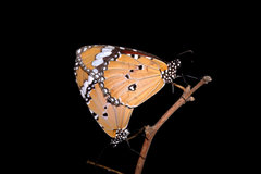 Danaus chrysippus