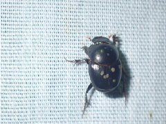 Euonthophagus carbonarius