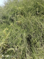 Ephedra aphylla
