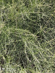 Ephedra aphylla