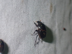 Euonthophagus carbonarius