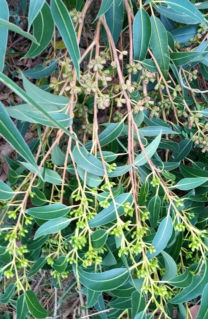 Brown-top Stringybark from Portsea VIC 3944, Australia on May 03, 2022 ...