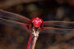 Urothemis signata