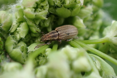 Sitona lineatus