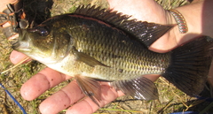 Sargochromis carlottae