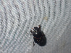 Euonthophagus carbonarius