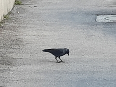 Corvus monedula
