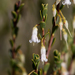 Broom Beard-Heath - Photo (c) Kym Nicolson, some rights reserved (CC BY), uploaded by Kym Nicolson