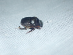 Onthophagus deterrens