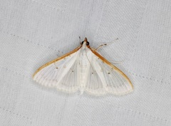 Palpita warrenalis