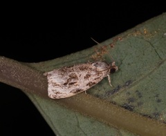 Phaecasiophora leechi