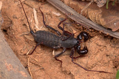 Thelyphonus sepiaris
