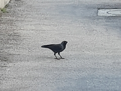 Corvus monedula