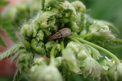 Sitona lineatus