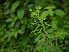 Euphorbia rothiana