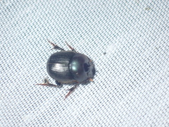 Onthophagus deterrens