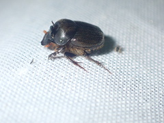 Onthophagus deterrens