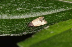 Tyrolimnas anthraconesa