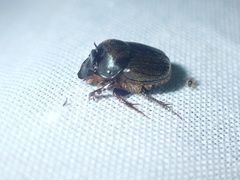 Onthophagus deterrens