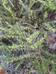 Cliffortia filifolia