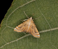 Cataclysta angulata