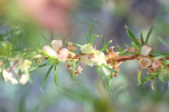 Cliffortia filifolia