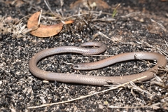 Aprasia pulchella